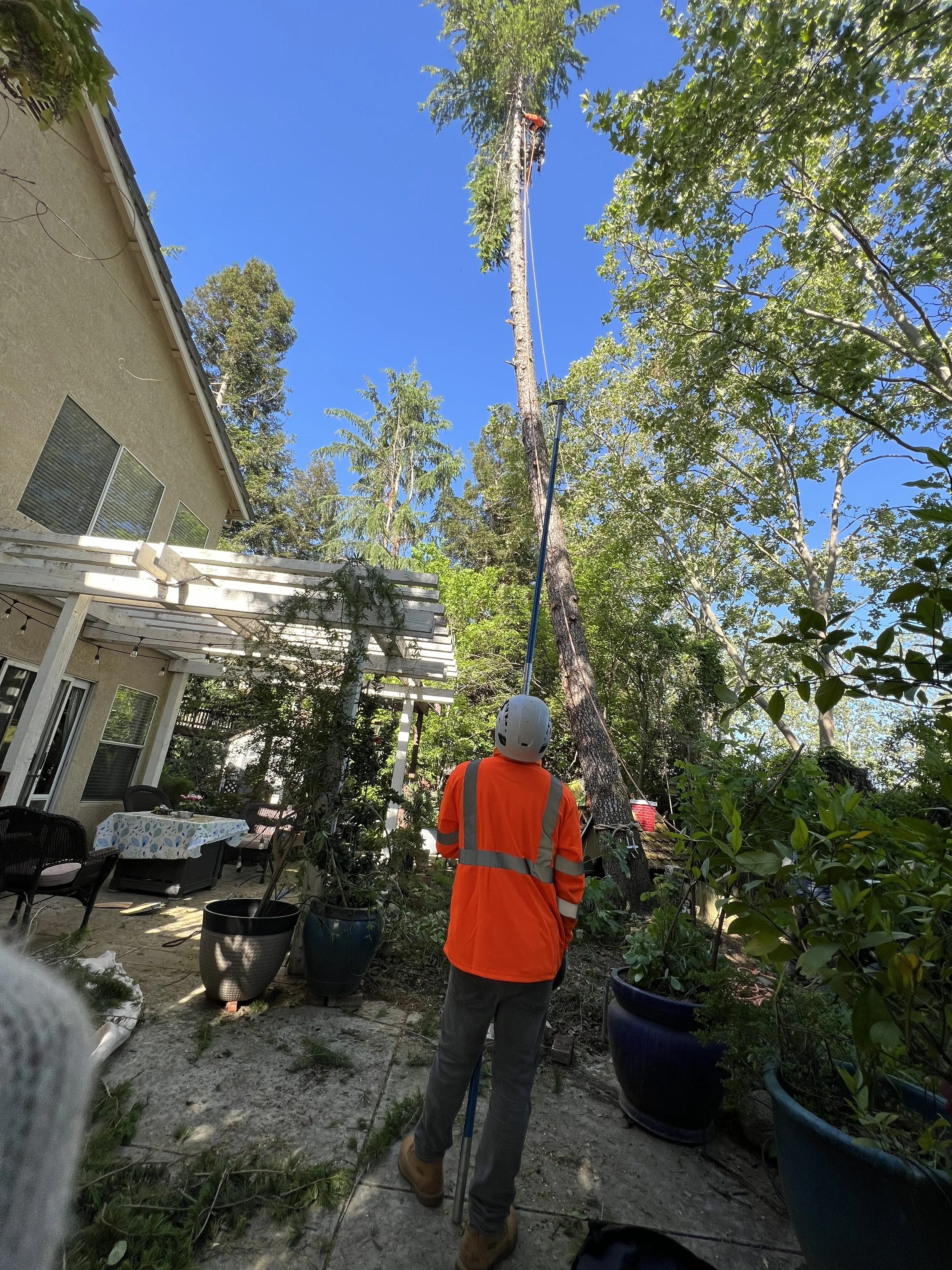 Raul's Tree Care gallery 8