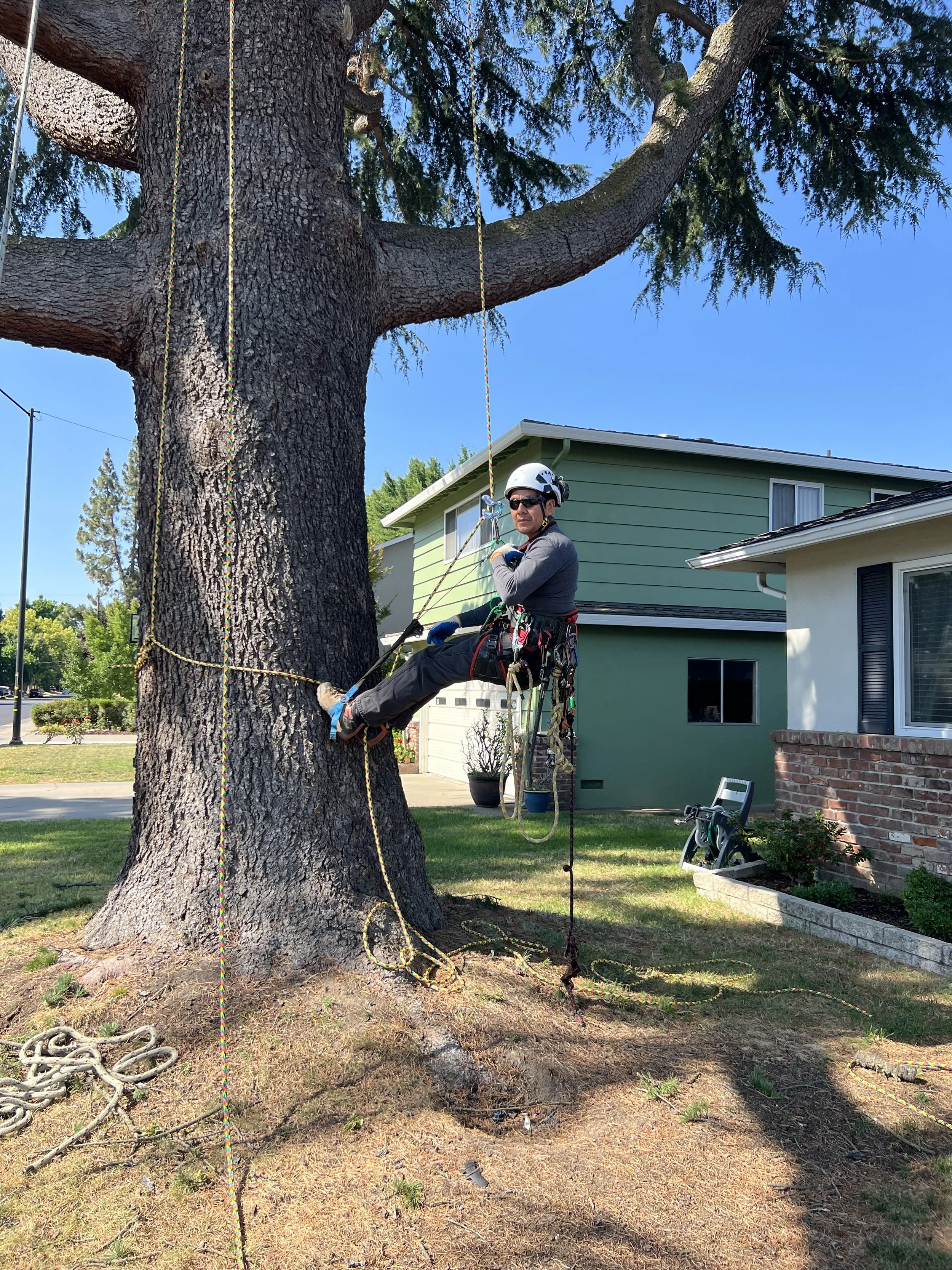 Raul's Tree Care gallery 9