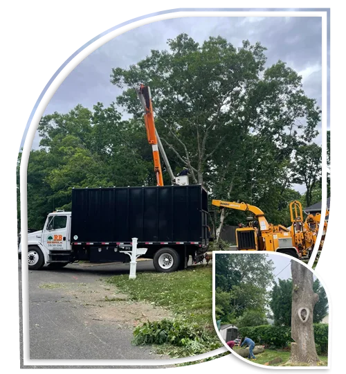 Rb Tree Services gallery 2