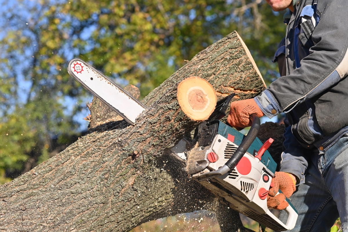 Rb Tree Services gallery 3