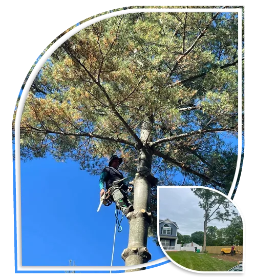 Rb Tree Services gallery 4
