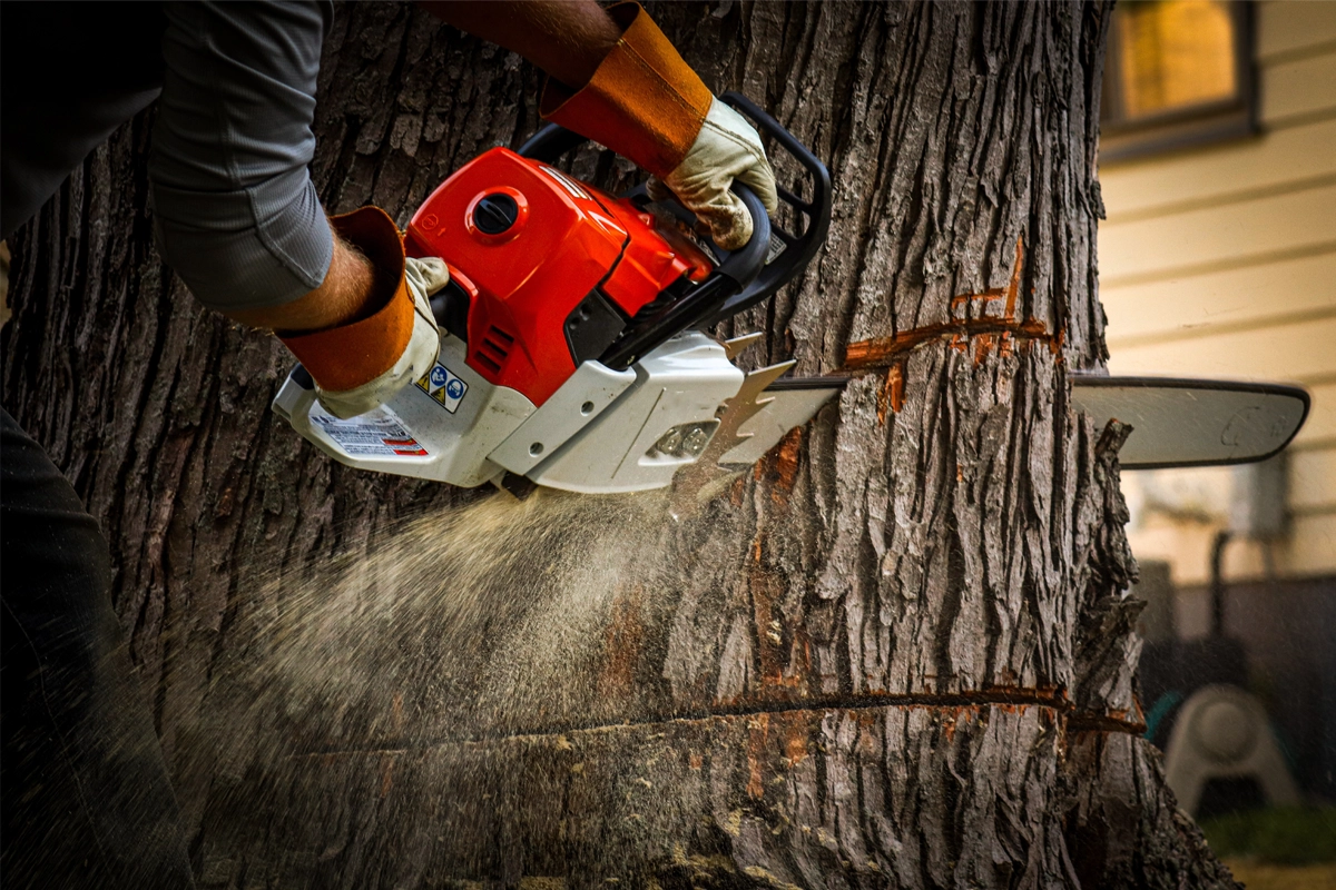 Rb Tree Services gallery 5
