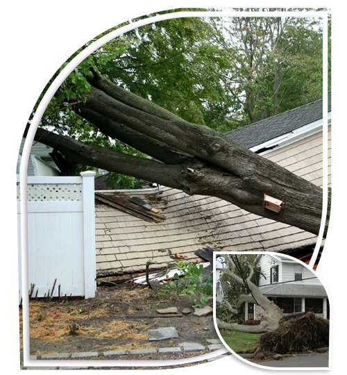 Rb Tree Services gallery 8