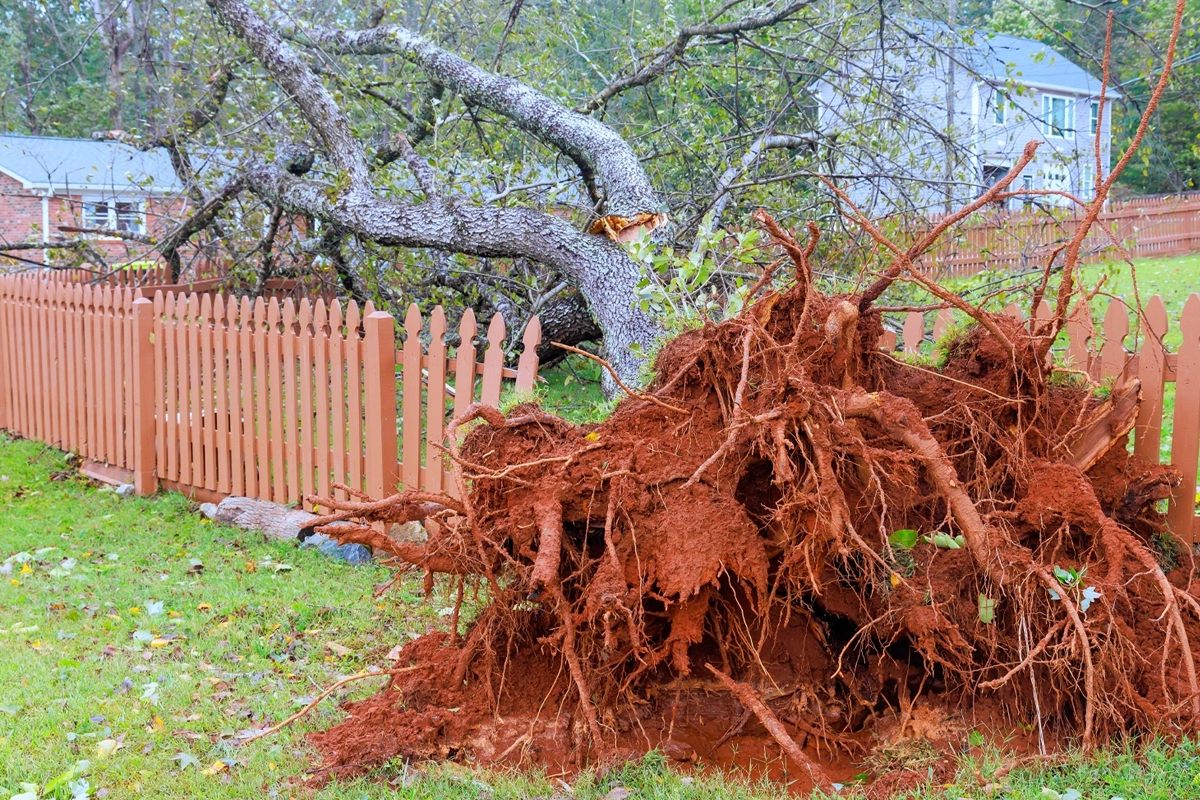 Rb Tree Services gallery 9