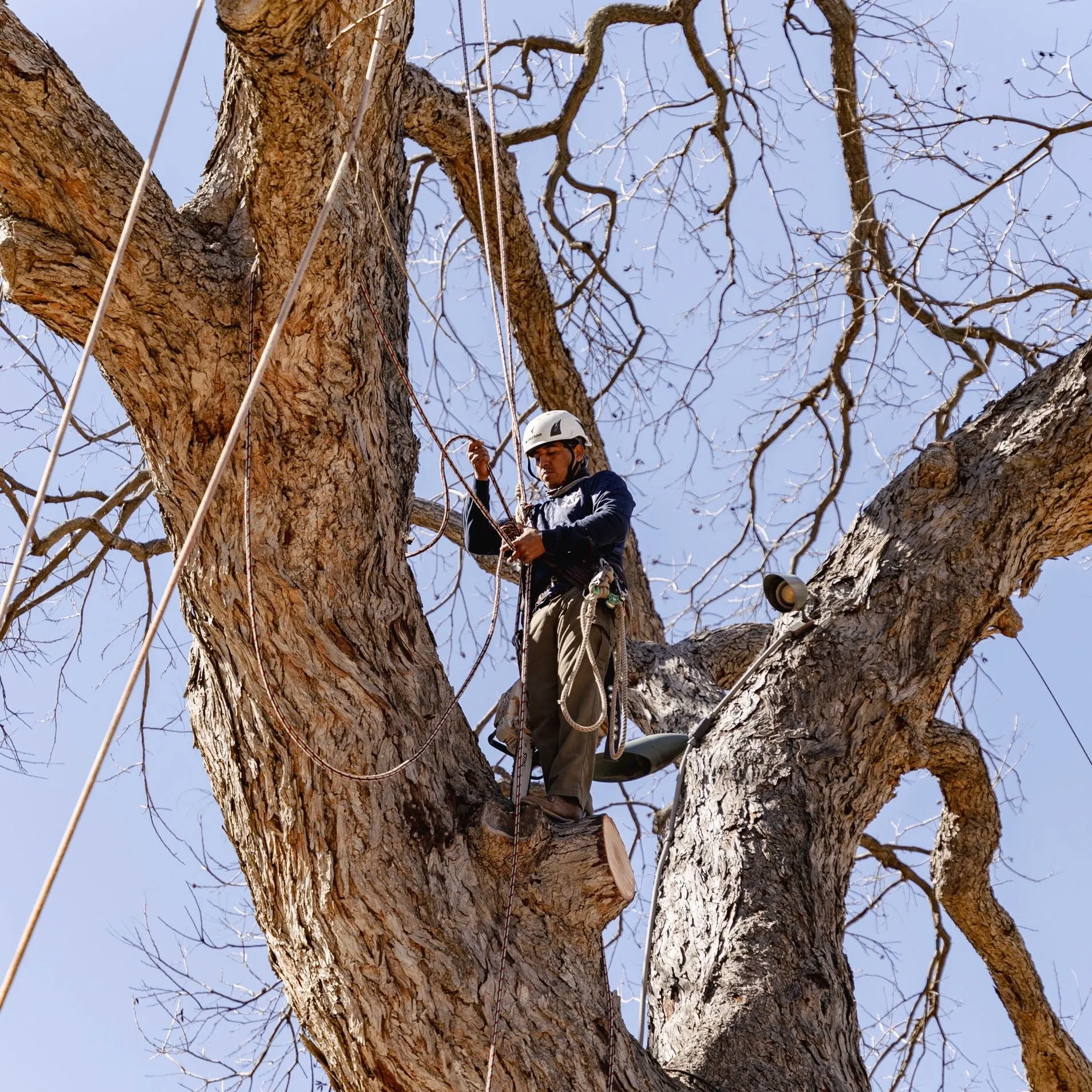 Republic Tree Service gallery 6