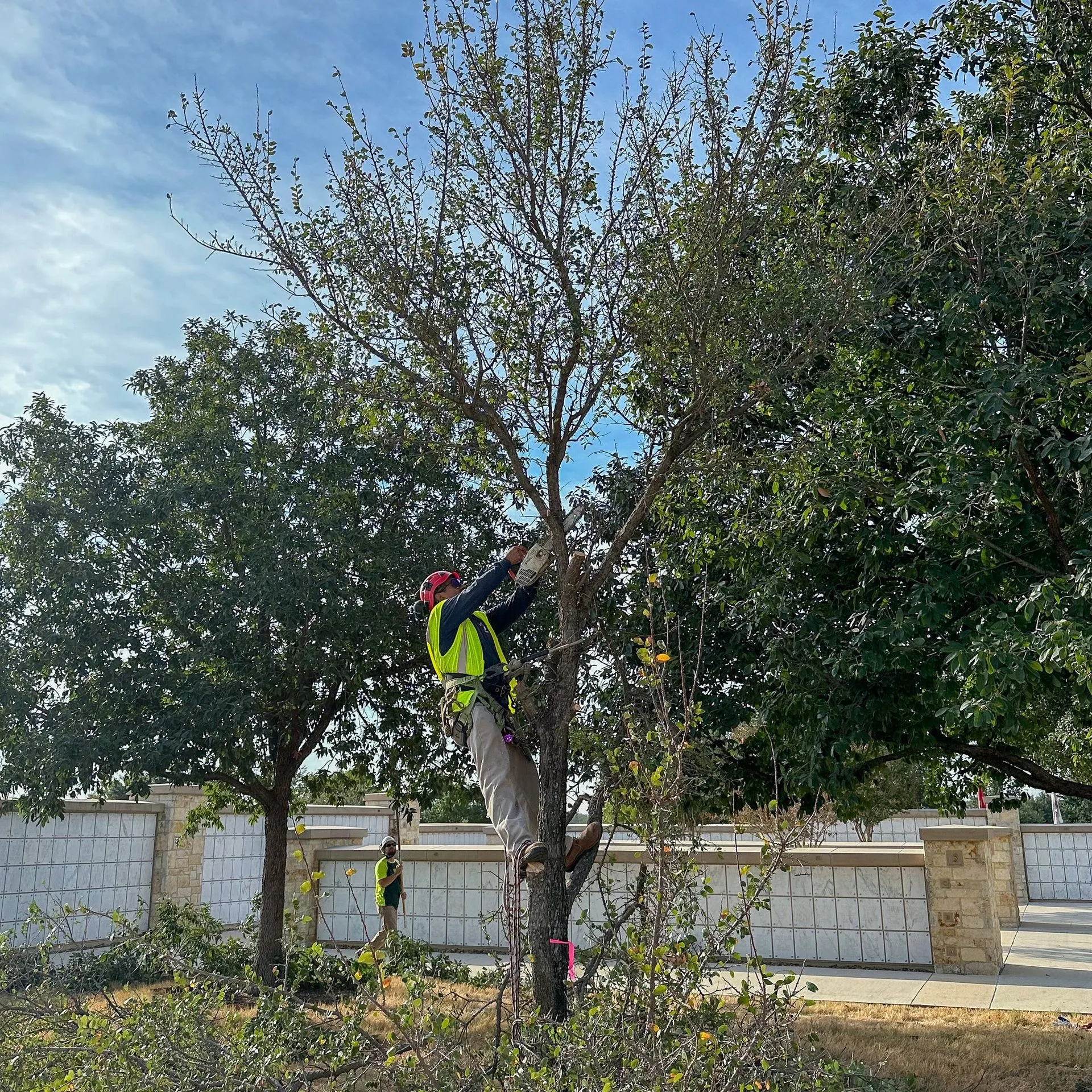 Republic Tree Service gallery 7