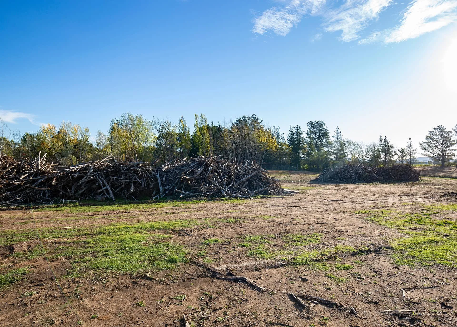 Republic Tree Service gallery 8