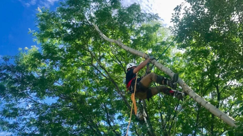 Rivendell Tree Experts