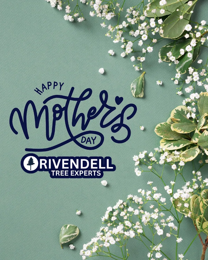 Rivendell Tree Experts gallery 2