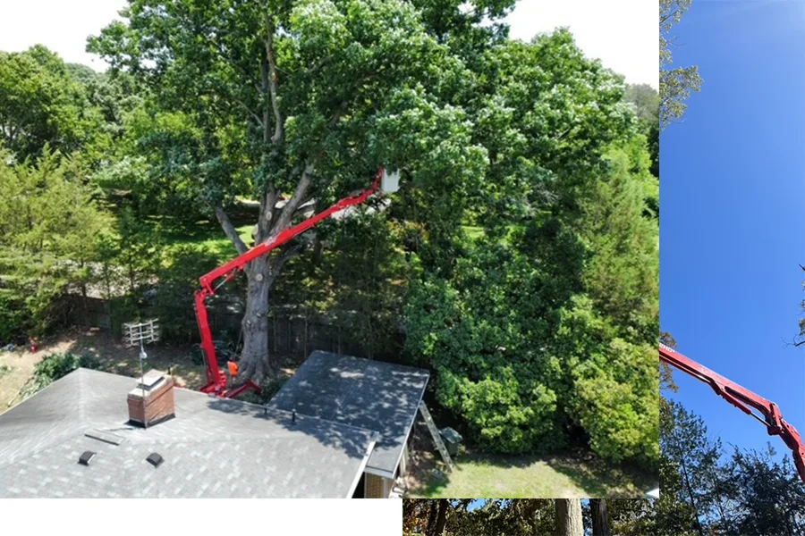 Rlayang Tree Service LLC gallery 2