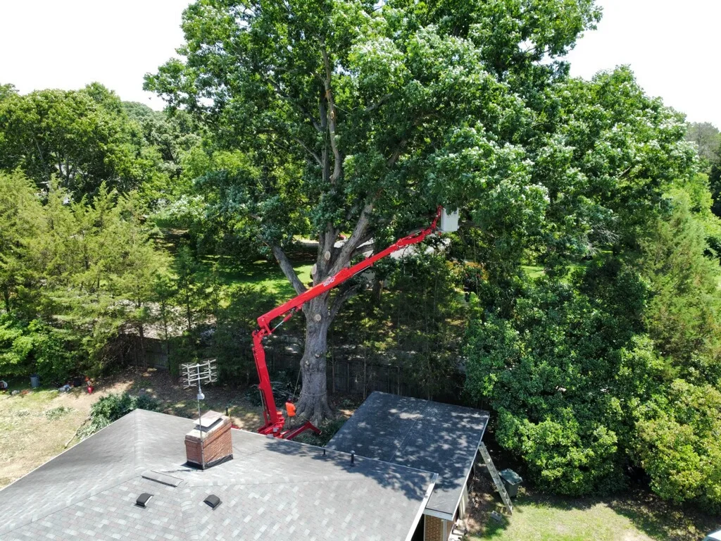 Rlayang Tree Service LLC gallery 4