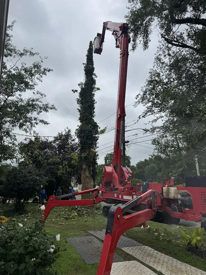 Rock Solid Tree Services and More, LLC work site