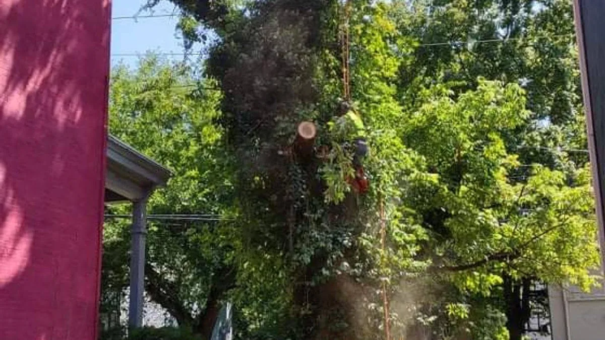 Rojas Chops Tree Service LLC