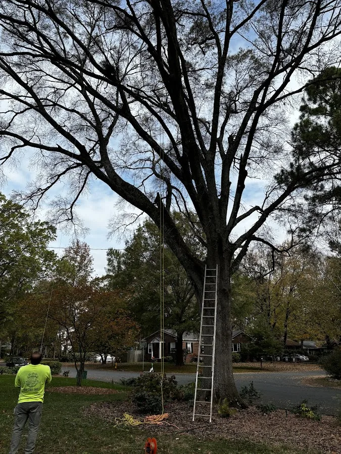 Ruben Tree services work site