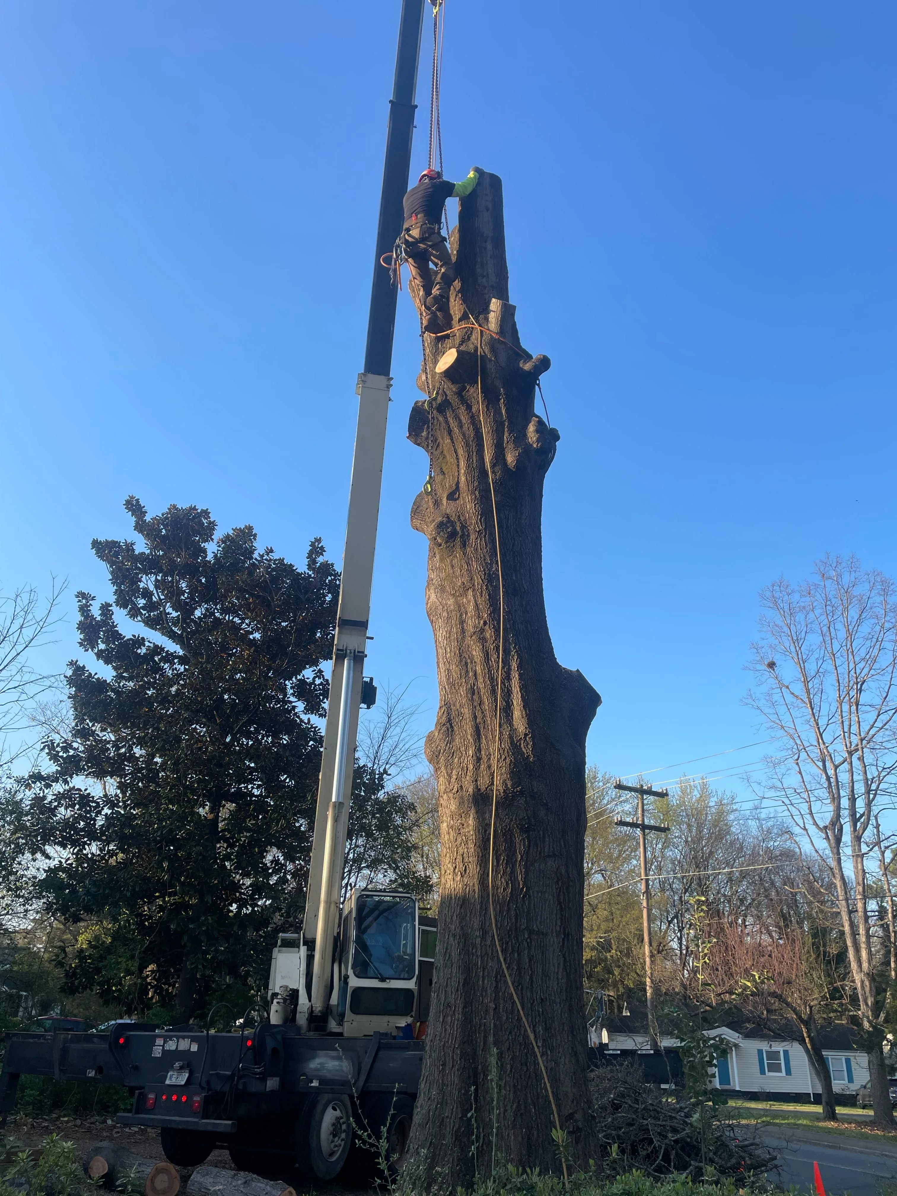 Ruben Tree services gallery 2