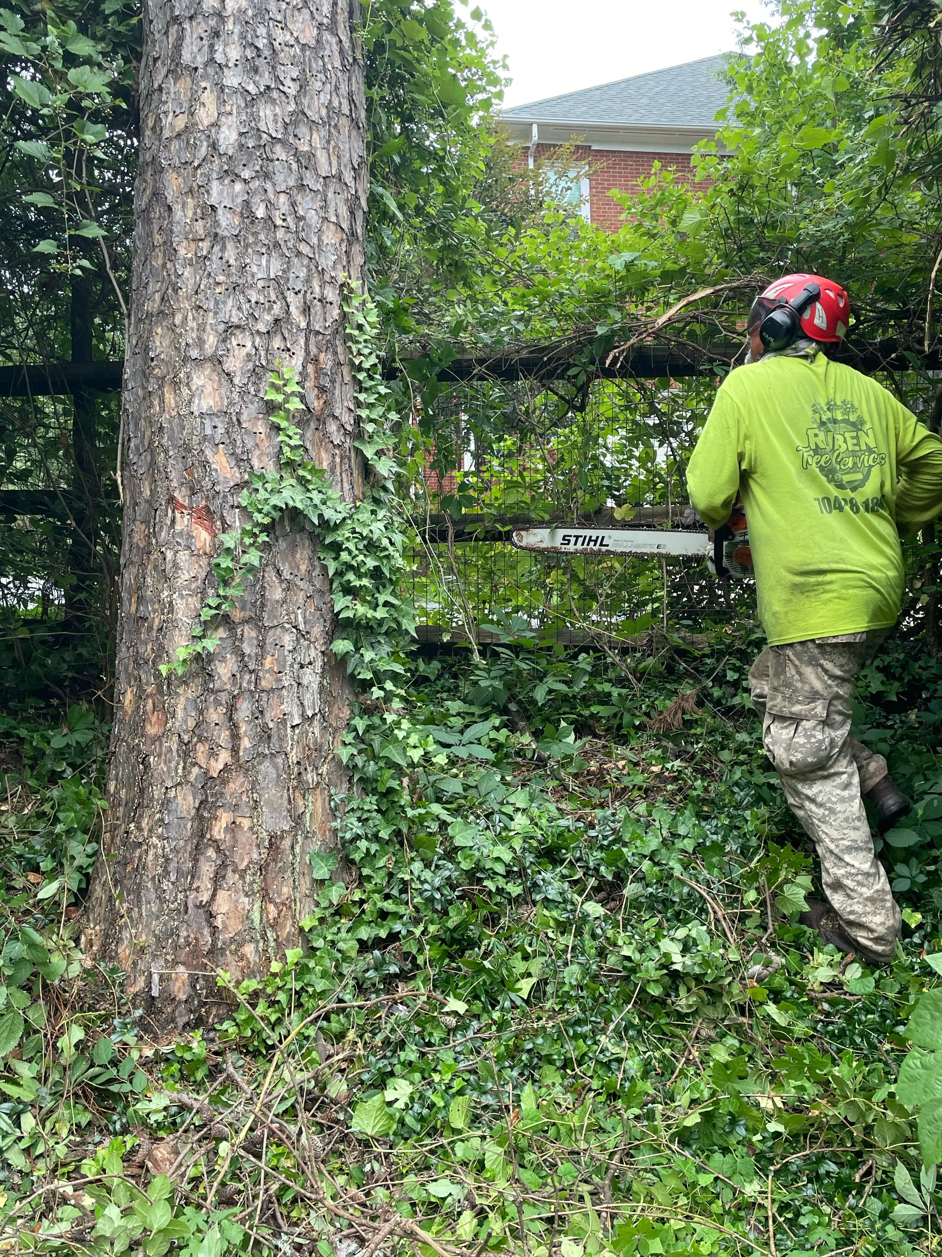Ruben Tree services gallery 3