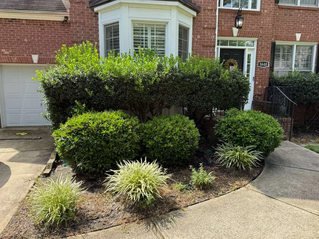 Ruben Tree services gallery 4