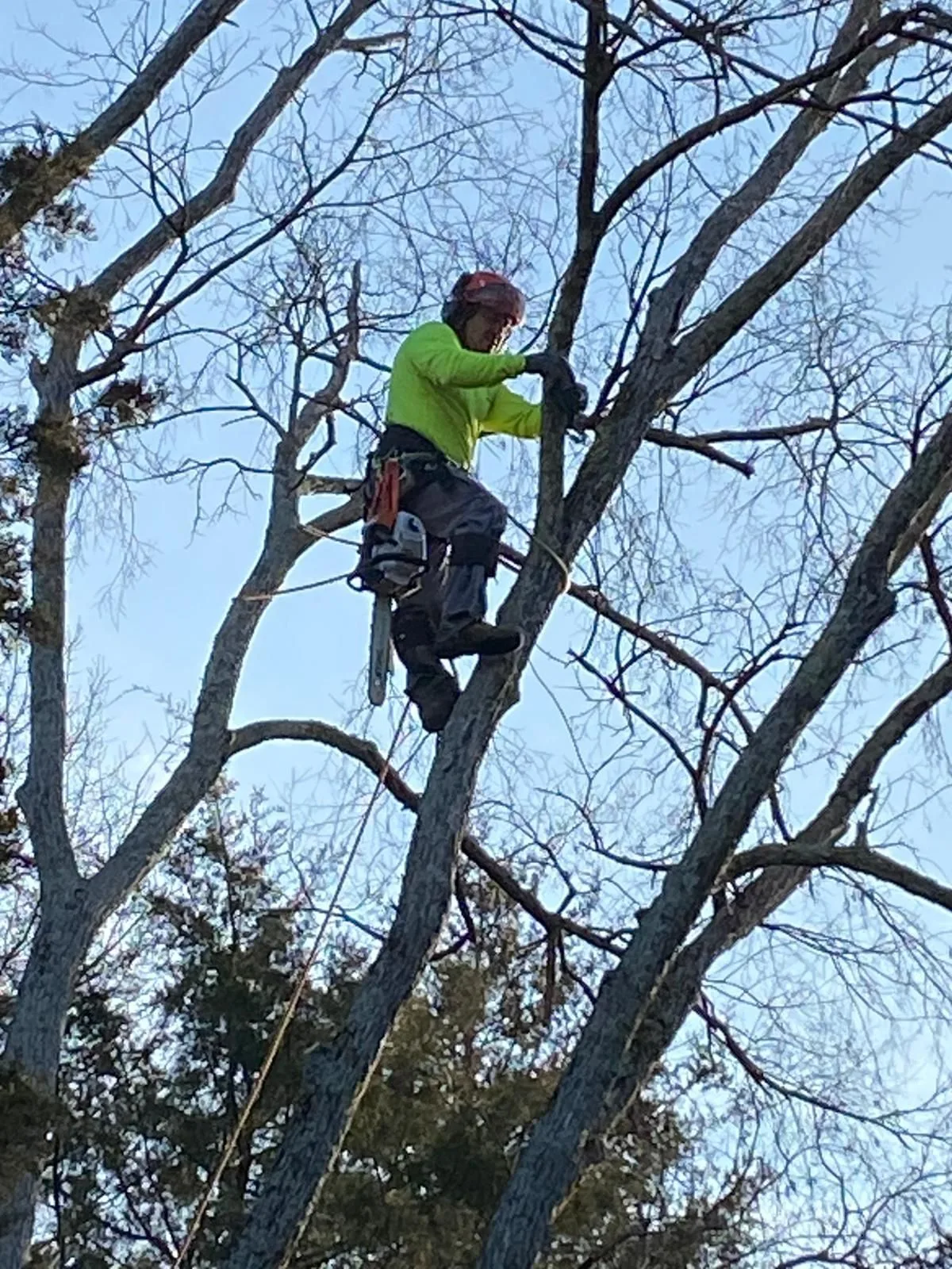 Ruben Tree services gallery 5