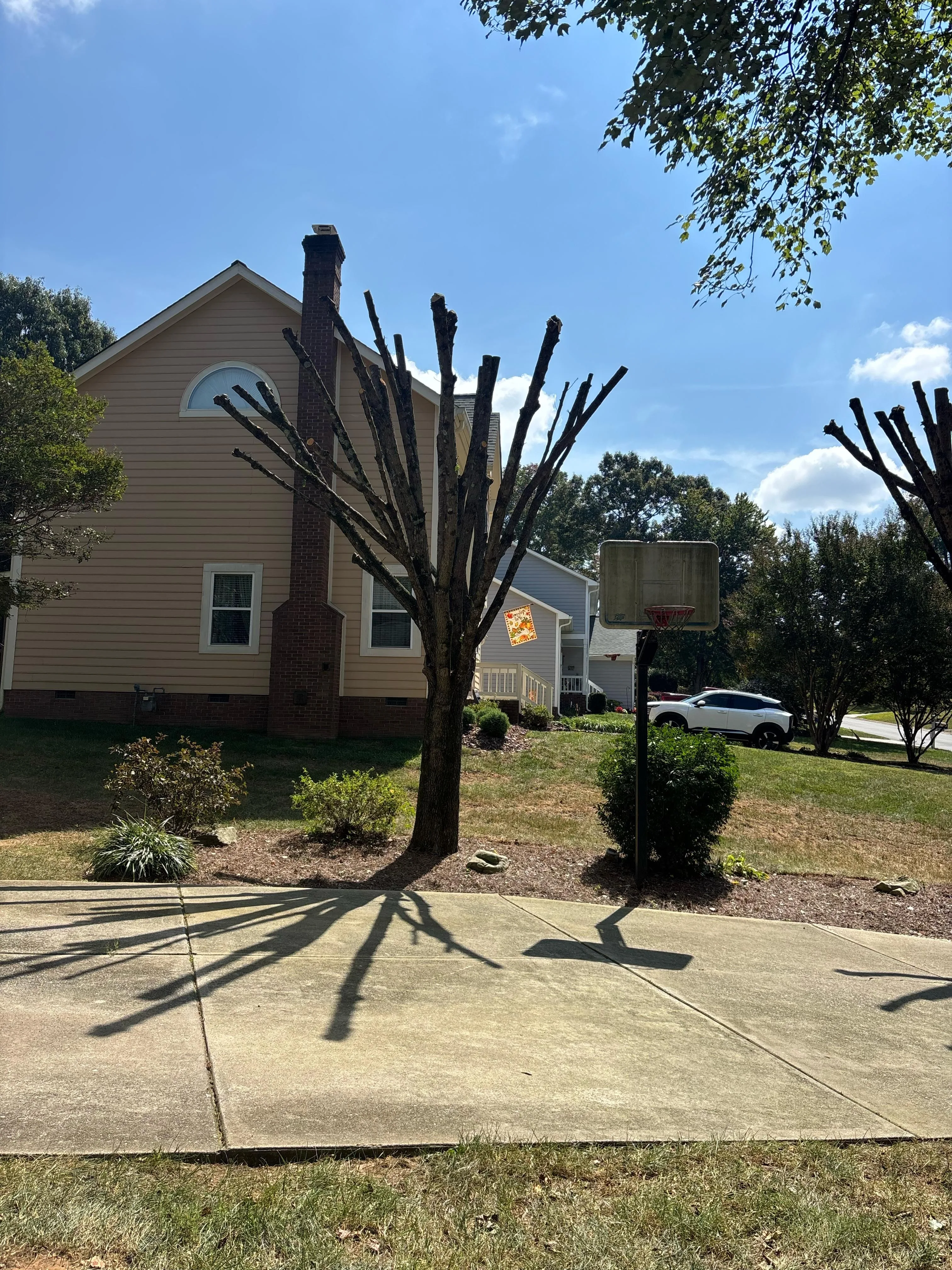 Ruben Tree services gallery 7