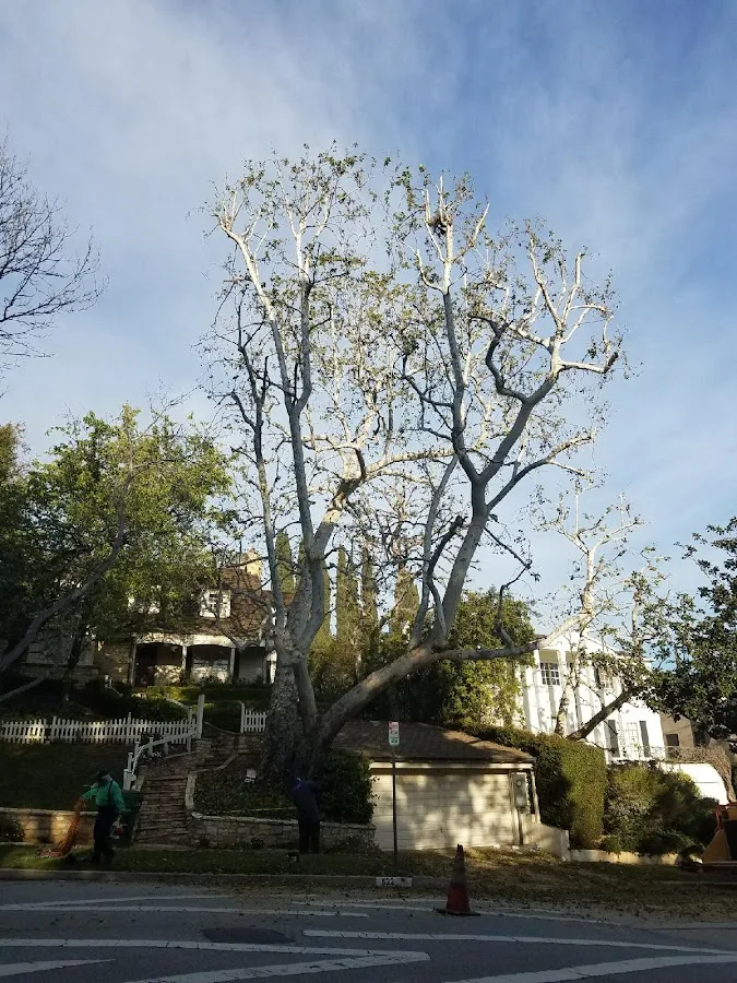 Sac Tree care
