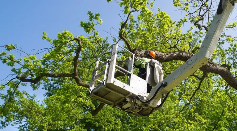 Sac Tree care gallery 2