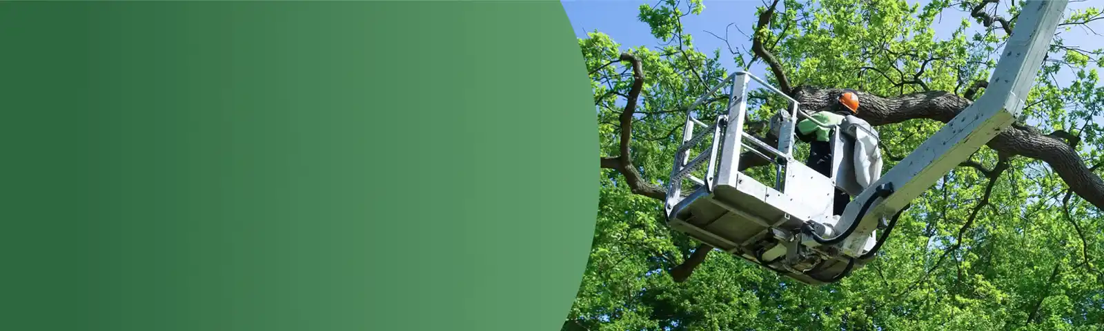 Sac Tree care gallery 3