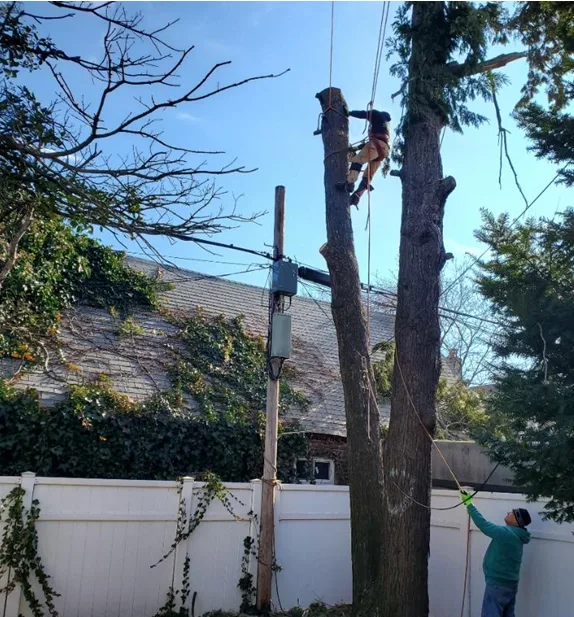 Samudaworth Tree Services