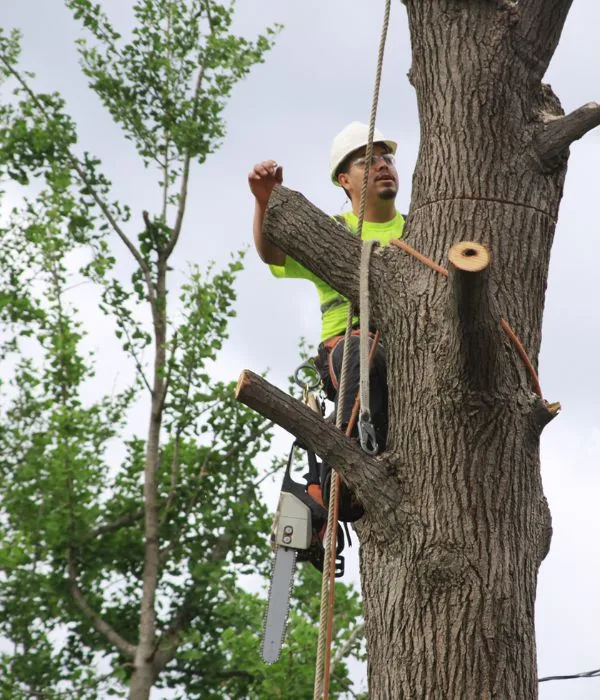 San Antonio Tree Service gallery 2