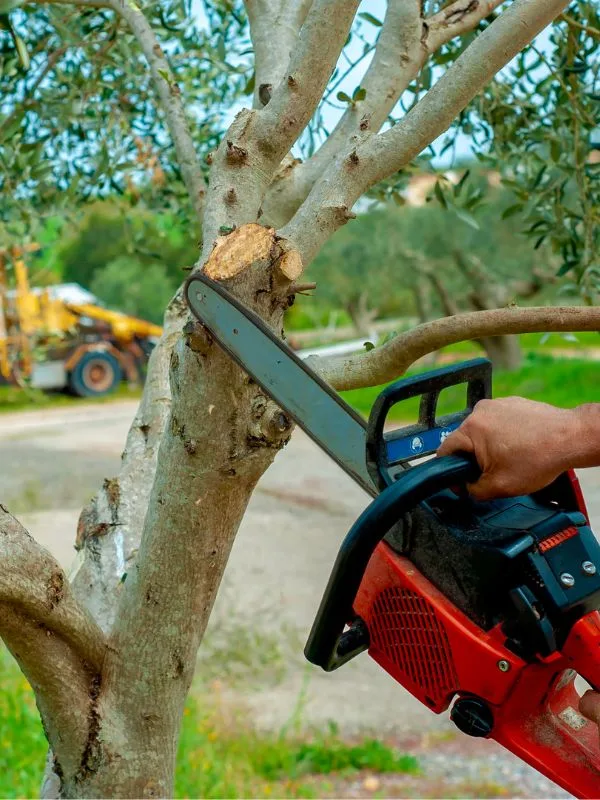 San Antonio Tree Service gallery 3