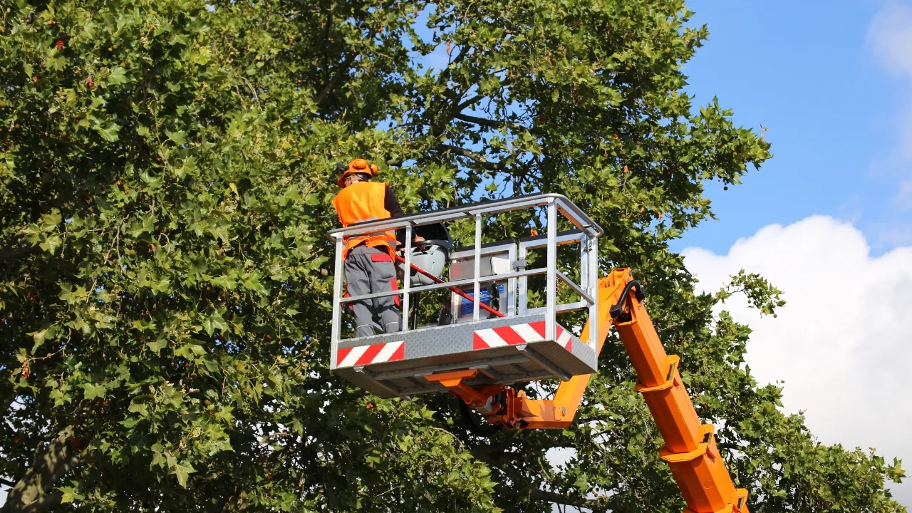 San Antonio Tree Service gallery 5