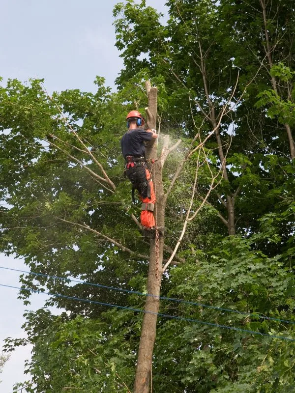 San Antonio Tree Service gallery 7