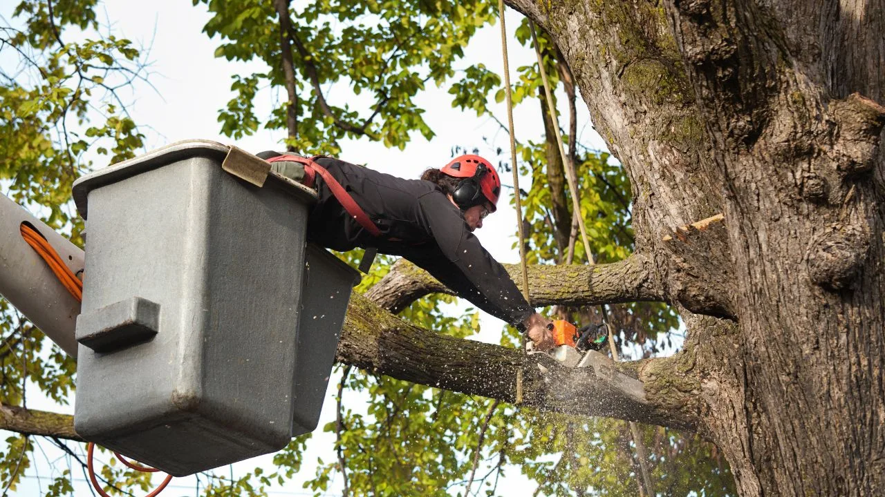 San Antonio Tree Service gallery 8