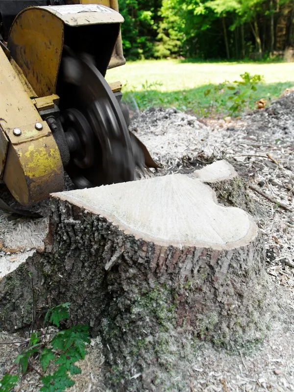 San Antonio Tree Service gallery 9