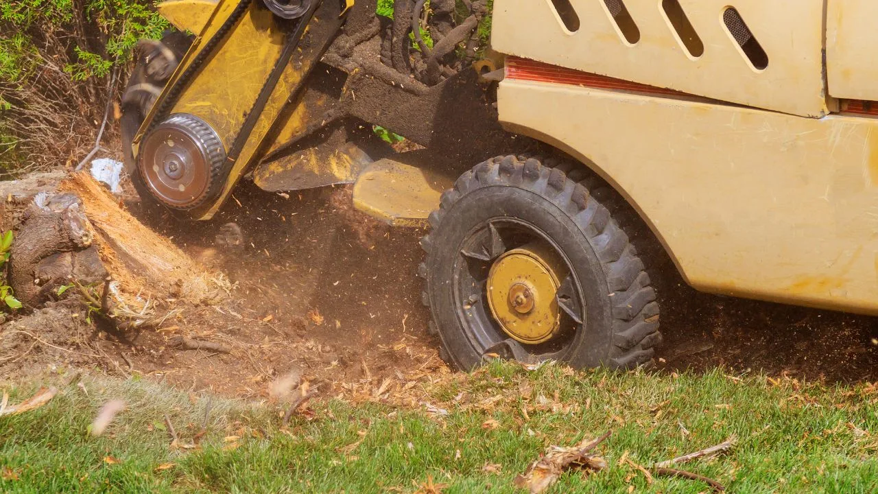 San Antonio Tree Service gallery 10