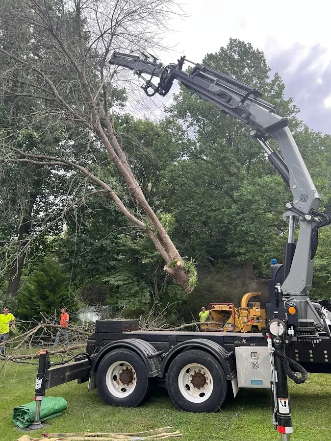 San Leandro Tree Service