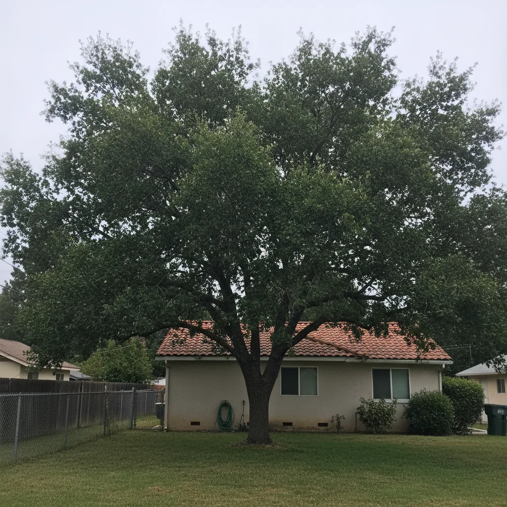 San Leandro Tree Service gallery 7