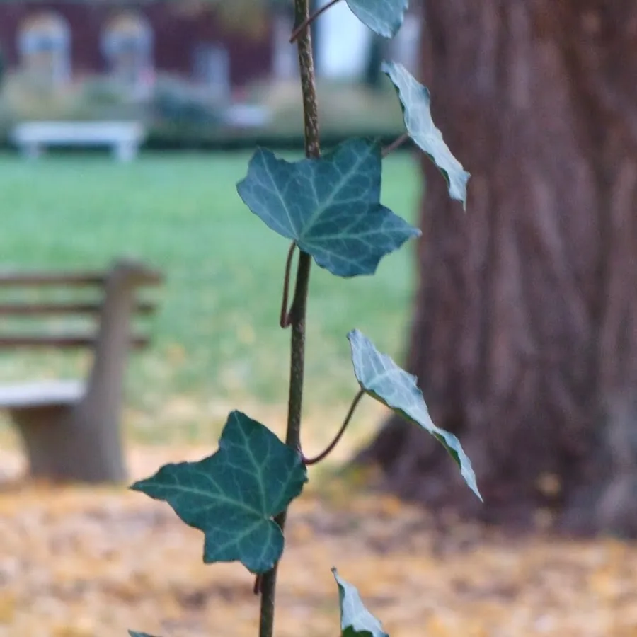 SavATree gallery 7