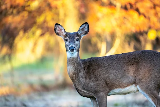 SavATree - Tree Service & Lawn Care gallery 2