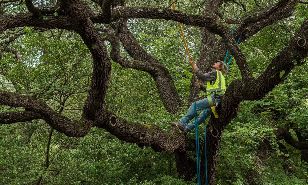 Sid Mourning Tree Service gallery 3