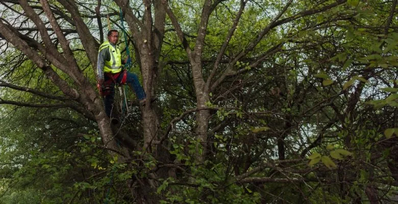 Sid Mourning Tree Service gallery 7