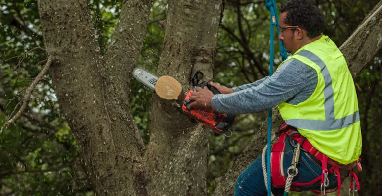 Sid Mourning Tree Service gallery 8