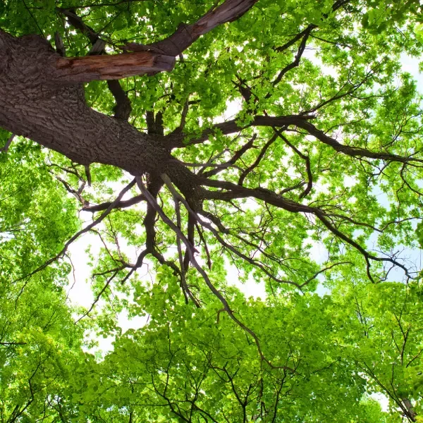 Sid Mourning Tree Service gallery 10