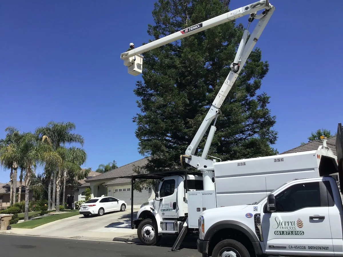 Sierra Tree Svc, LLC