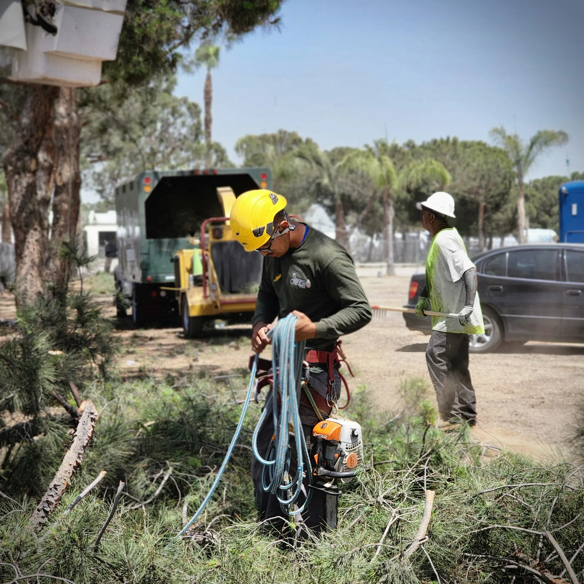 Sierra Tree Svc, LLC gallery 4