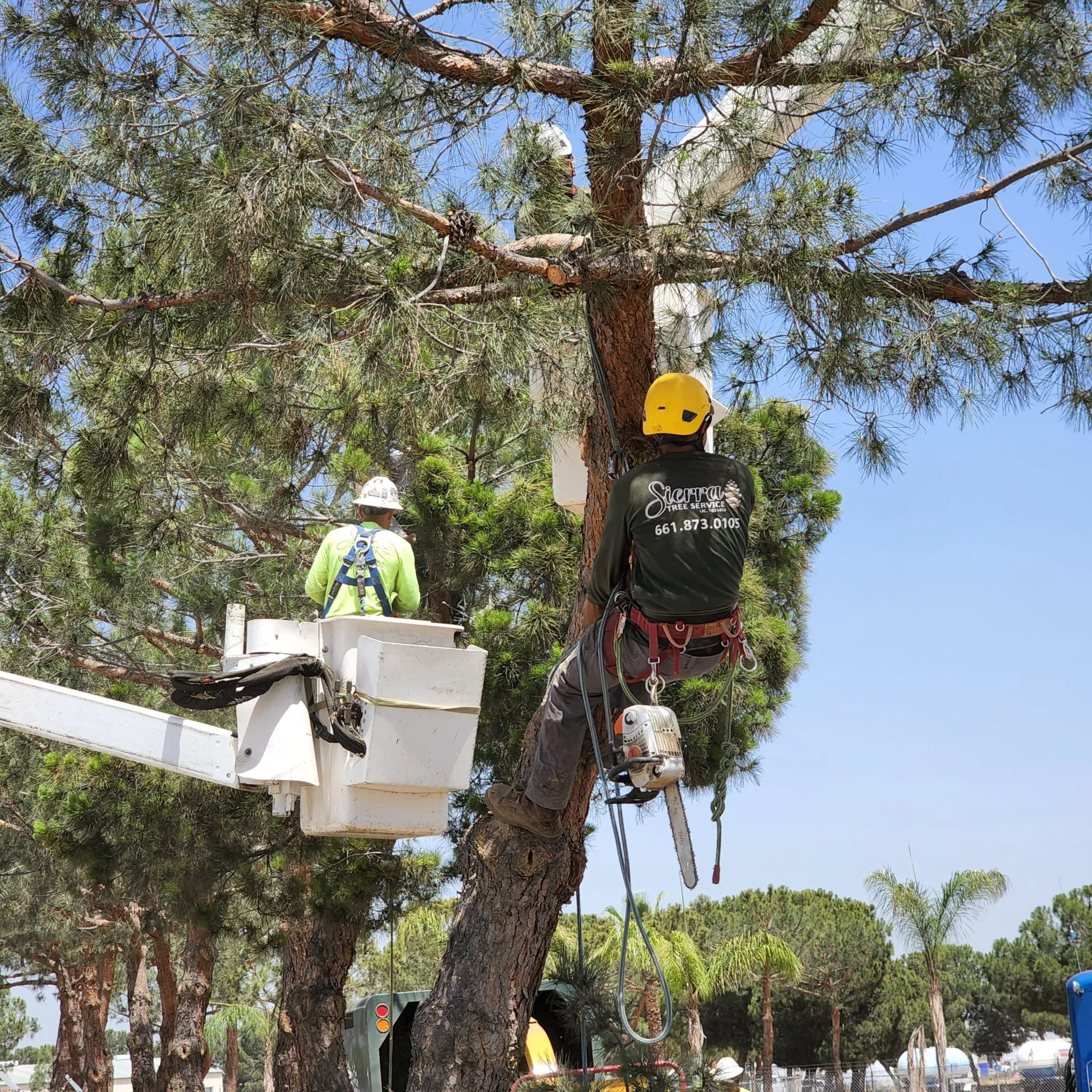 Sierra Tree Svc, LLC gallery 5