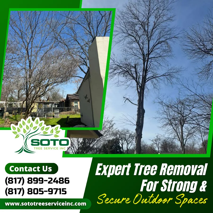 Soto Tree Service Inc work site
