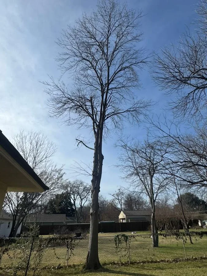 Soto Tree Service Inc gallery 2