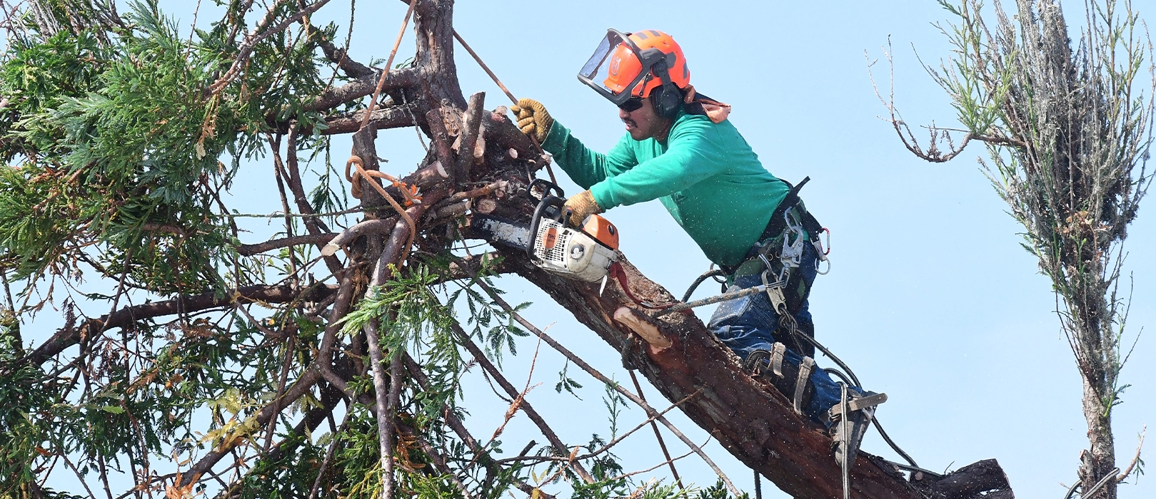 Soto Tree Service Inc gallery 3