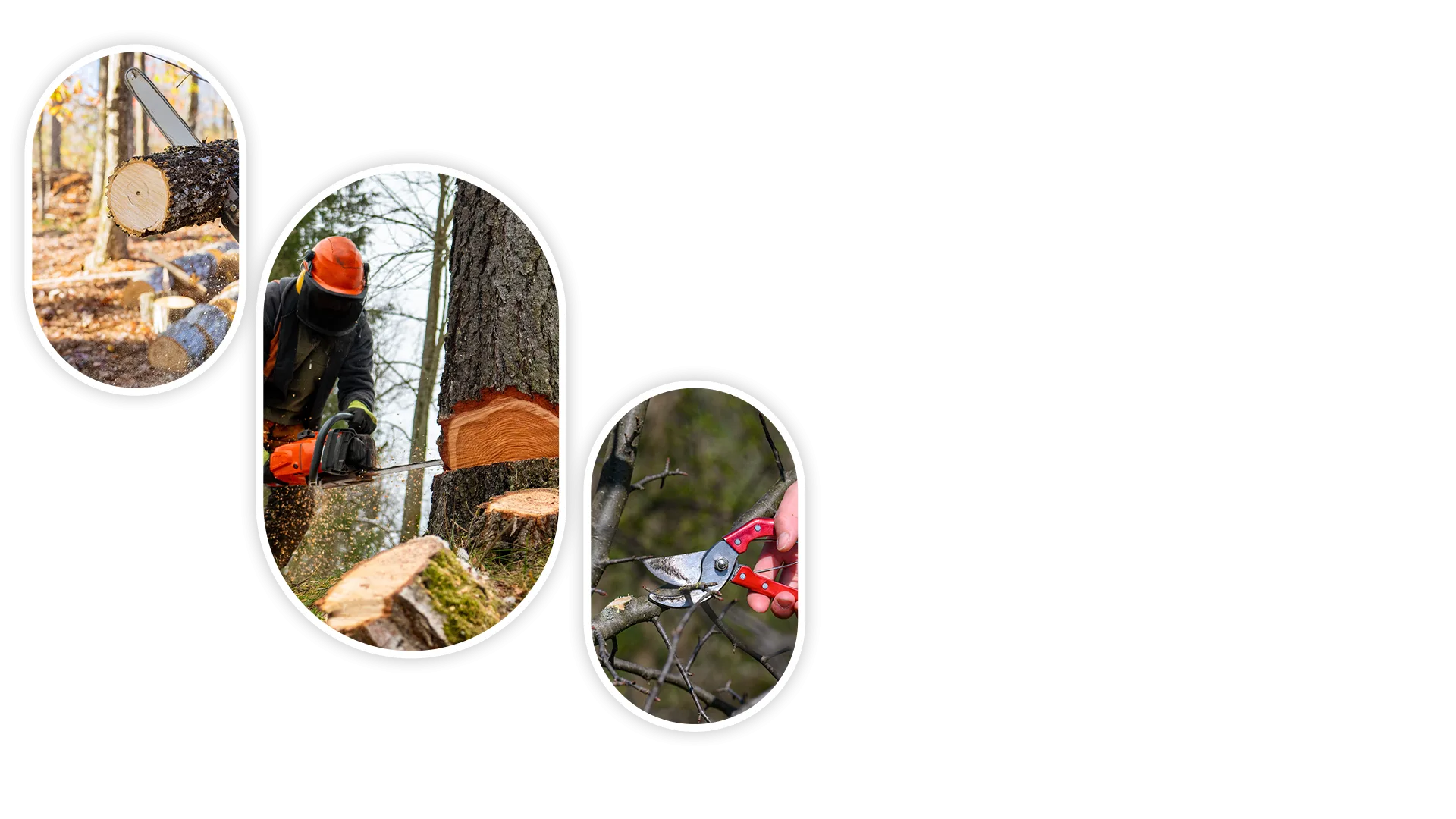 Soto Tree Service Inc gallery 4