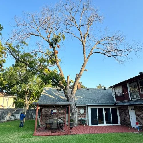 Soto Tree Service Inc gallery 7
